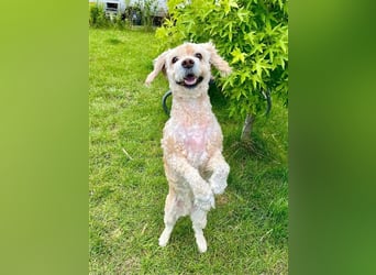 Trennungsopfer SIMBA-wartet in 06905 Bad Schmiede-stubenrein,Frohnatur,verschmust,begeisterungsfähig