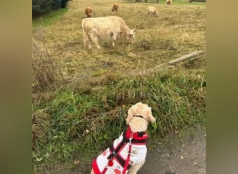 Trennungsopfer SIMBA-wartet in 06905 Bad Schmiede-stubenrein,Frohnatur,verschmust,begeisterungsfähig