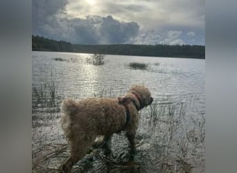 Trennungsopfer SIMBA-wartet in 06905 Bad Schmiede-stubenrein,Frohnatur,verschmust,begeisterungsfähig