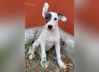 Pete sucht sein Für-Immer-Zuhause
