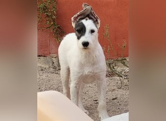 Pete sucht sein Für-Immer-Zuhause