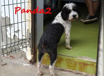 Panda2 geb. 08/2023 (ESP) -  liebevolle und sehr soziale Spanische Wasserhündin!