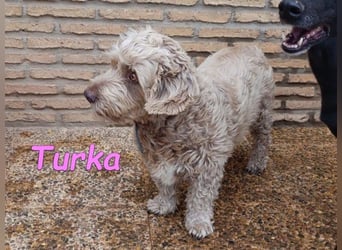 Turka geb. 03/2022 (ESP) - wunderschöne, verschmuste Wasserhündin sucht Rassekenner!