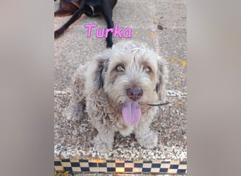 Turka geb. 03/2022 (ESP) - wunderschöne, verschmuste Wasserhündin sucht Rassekenner!