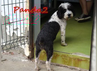 Panda2 geb. 08/2023 (ESP) -  liebevolle und sehr soziale Spanische Wasserhündin!