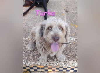 Turka geb. 03/2022 (ESP) - wunderschöne, verschmuste Wasserhündin sucht Rassekenner!