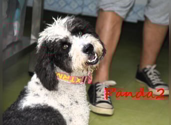 Panda2 geb. 08/2023 (ESP) -  liebevolle und sehr soziale Spanische Wasserhündin!