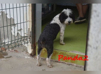 Panda2 geb. 08/2023 (ESP) -  liebevolle und sehr soziale Spanische Wasserhündin!