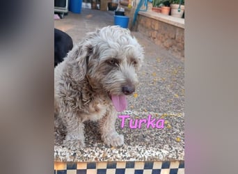 Turka geb. 03/2022 (ESP) - wunderschöne, verschmuste Wasserhündin sucht Rassekenner!