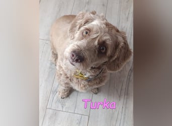 Turka geb. 03/2022 (ESP) - wunderschöne, verschmuste Wasserhündin sucht Rassekenner!