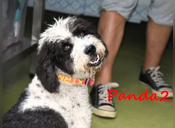 Panda2 geb. 08/2023 (ESP) -  liebevolle und sehr soziale Spanische Wasserhündin!