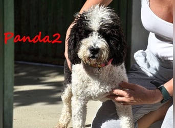 Panda2 geb. 08/2023 (ESP) -  liebevolle und sehr soziale Spanische Wasserhündin!