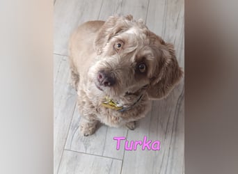 Turka geb. 03/2022 (ESP) - wunderschöne, verschmuste Wasserhündin sucht Rassekenner!