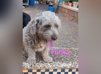 Turka geb. 03/2022 (ESP) - wunderschöne, verschmuste Wasserhündin sucht Rassekenner!