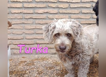 Turka geb. 03/2022 (ESP) - wunderschöne, verschmuste Wasserhündin sucht Rassekenner!