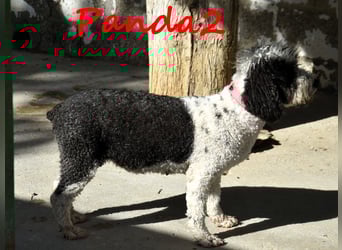 Panda2 geb. 08/2023 (ESP) -  liebevolle und sehr soziale Spanische Wasserhündin!