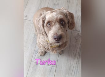 Turka geb. 03/2022 (ESP) - wunderschöne, verschmuste Wasserhündin sucht Rassekenner!