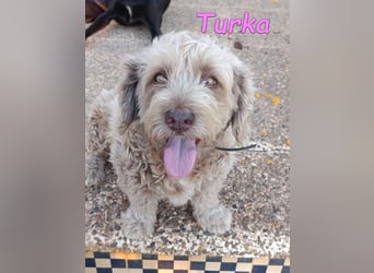 Turka geb. 03/2022 (ESP) - wunderschöne, verschmuste Wasserhündin sucht Rassekenner!