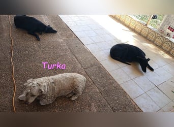 Turka geb. 03/2022 (ESP) - wunderschöne, verschmuste Wasserhündin sucht Rassekenner!