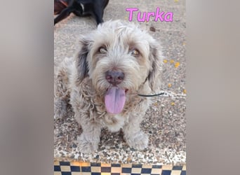 Turka geb. 03/2022 (ESP) - wunderschöne, verschmuste Wasserhündin sucht Rassekenner!