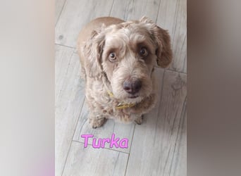 Turka geb. 03/2022 (ESP) - wunderschöne, verschmuste Wasserhündin sucht Rassekenner!