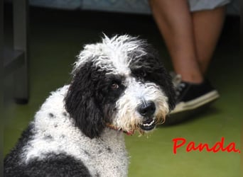 Panda2 geb. 08/2023 (ESP) -  liebevolle und sehr soziale Spanische Wasserhündin!