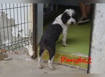 Panda2 geb. 08/2023 (ESP) -  liebevolle und sehr soziale Spanische Wasserhündin!