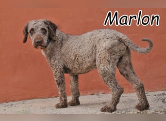 Darf Marlon sein Glück bei dir suchen?