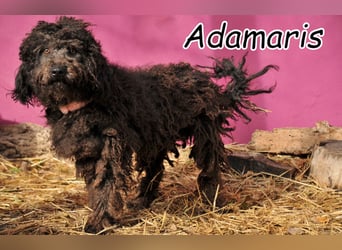 Zeigst du Adamaris wie sich ein Zuhause anfühlt?