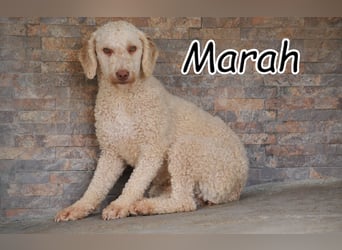 Zeigst du Marah, das ihr größtes Glück vor ihr liegt?