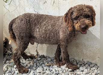 Edler KASHMIR sucht sein Körbchen