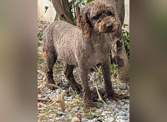 Traumtyp KEANU sucht seine Menschen