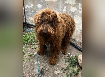 Kenzo sucht echte Kenner