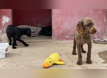 Edler KASHMIR sucht sein Körbchen