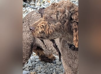 Traumtyp KEANU sucht seine Menschen