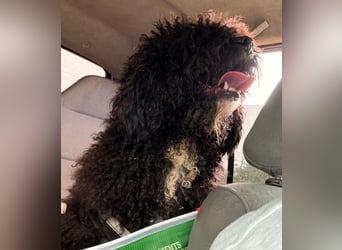 Sanftmütige VENUS sucht liebevolles Zuhause!