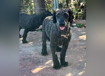 KRÜMEL sucht Rassekenner mit Herz