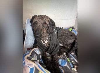 KRÜMEL sucht Rassekenner mit Herz