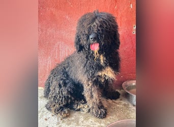 Sanftmütige VENUS sucht liebevolles Zuhause!