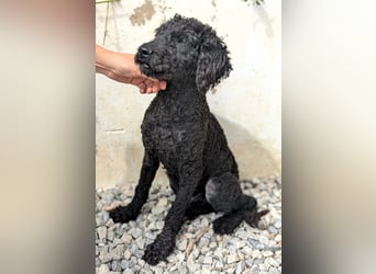 KANO möchte ankommen