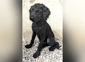 KANO möchte ankommen