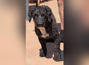 Keisha sucht liebevolle Rassekenner