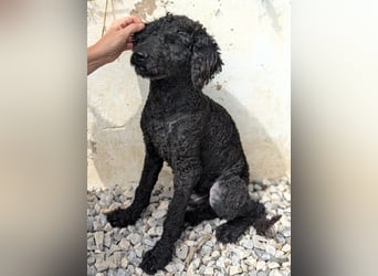 KANO möchte ankommen