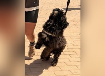 Sanftmütige VENUS sucht liebevolles Zuhause!