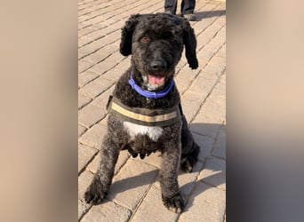 Sanftmütige VENUS sucht liebevolles Zuhause!