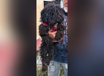 KRÜMEL sucht Rassekenner mit Herz