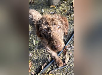 Kenzo sucht echte Kenner