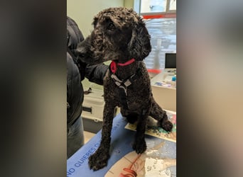 KRÜMEL sucht Rassekenner mit Herz