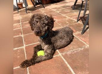 Kenzo sucht echte Kenner