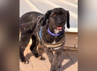 Sanftmütige VENUS sucht liebevolles Zuhause!